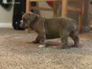 Olde English Bulldogge Puppy for sale in Baytown, TX, USA