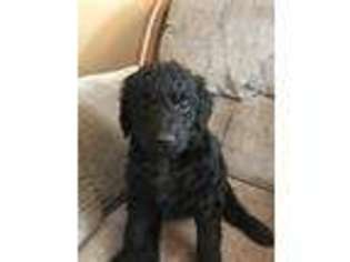 Goldendoodle Puppy for sale in Marion, OH, USA