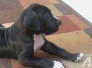 Great Dane Puppy for sale in BANDON, OR, USA