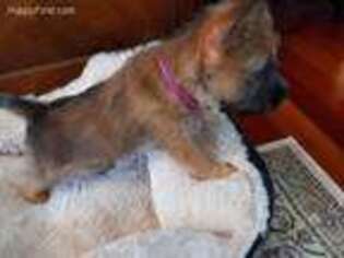 Cairn Terrier Puppy for sale in Canton, MI, USA
