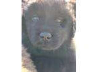 Newfoundland Puppy for sale in Brookfield, MA, USA
