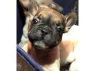 French Bulldog Puppy for sale in Reading, PA, USA