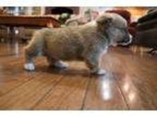 Pembroke Welsh Corgi Puppy for sale in Farmington, AR, USA