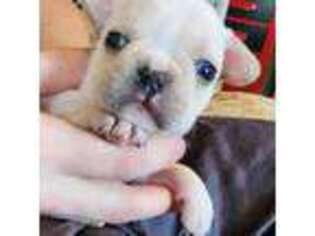 French Bulldog Puppy for sale in Jonestown, PA, USA