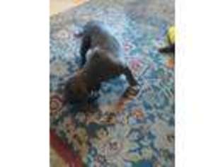Mutt Puppy for sale in Ludington, MI, USA