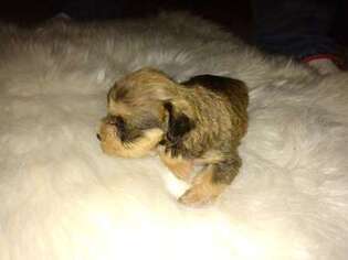 Yorkshire Terrier Puppy for sale in Lumberton, NC, USA
