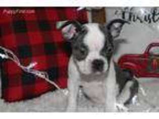 Boston Terrier Puppy for sale in Pierce City, MO, USA