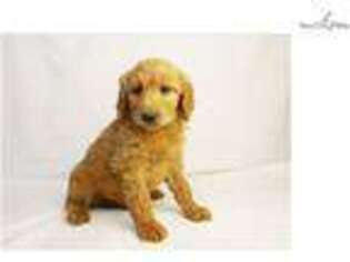 Goldendoodle Puppy for sale in Des Moines, IA, USA