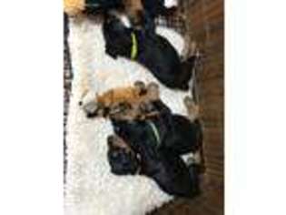 Doberman Pinscher Puppy for sale in Madison, FL, USA