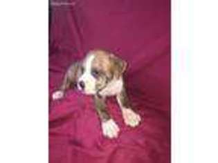 Boxer Puppy for sale in Travelers Rest, SC, USA