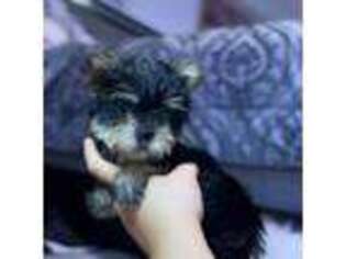 Yorkshire Terrier Puppy for sale in Rutherford, NJ, USA
