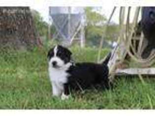 Australian Shepherd Puppy for sale in Kirksville, MO, USA