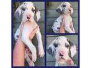 Great Dane Puppy for sale in Greenville, NC, USA