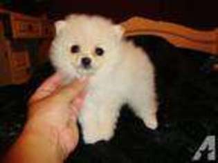 Pomeranian Puppy for sale in LEWISVILLE, TX, USA