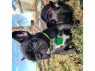French Bulldog Puppy for sale in Oxford, IN, USA
