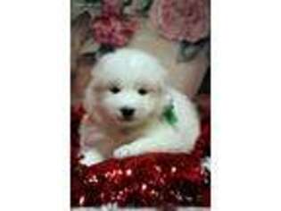 Samoyed Puppy for sale in Myrtle Point, OR, USA
