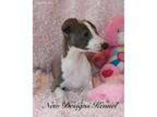 Italian Greyhound Puppy for sale in Rockwell City, IA, USA