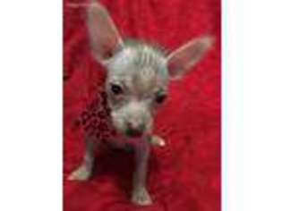 Chinese Crested Puppy for sale in Michigan City, IN, USA