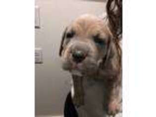 Cane Corso Puppy for sale in Starksboro, VT, USA