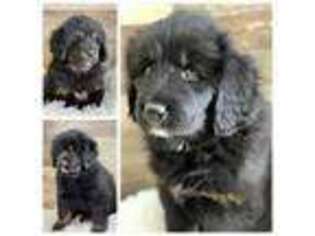 Tibetan Mastiff Puppy for sale in Rapid City, SD, USA