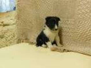 Shetland Sheepdog Puppy for sale in Rochester, IN, USA