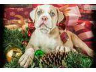 Olde English Bulldogge Puppy for sale in Canton, OH, USA