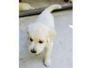 Mutt Puppy for sale in Oscoda, MI, USA