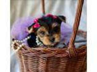 Yorkshire Terrier Puppy for sale in Charlotte, NC, USA