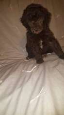 Mutt Puppy for sale in Martha, KY, USA