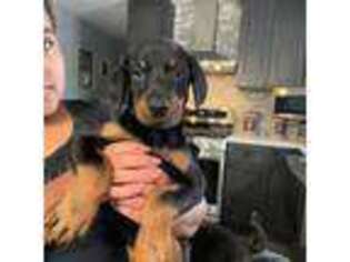 Doberman Pinscher Puppy for sale in West Warwick, RI, USA