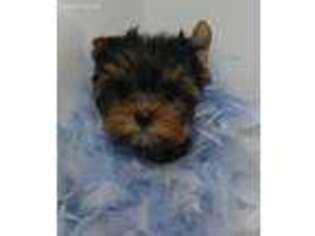 Yorkshire Terrier Puppy for sale in Chapmansboro, TN, USA