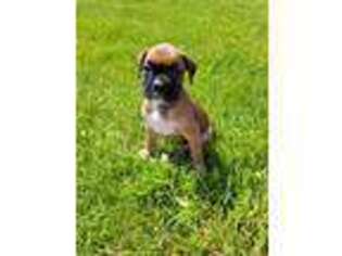 Boxer Puppy for sale in Middlebury, IN, USA