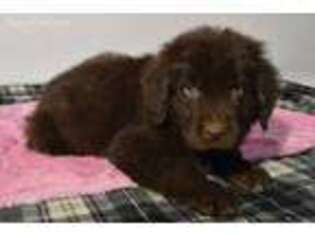 Newfoundland Puppy for sale in Arthur, IL, USA