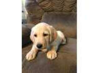 Labradoodle Puppy for sale in Mabank, TX, USA