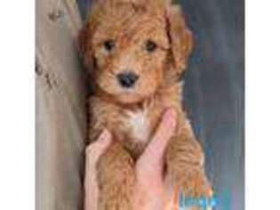 Goldendoodle Puppy for sale in Duluth, MN, USA