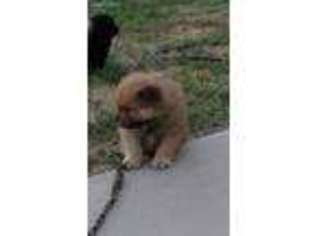 Chow Chow Puppy for sale in Pueblo, CO, USA