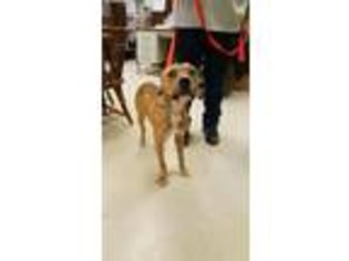 Boxer Puppy for sale in Fond Du Lac, WI, USA