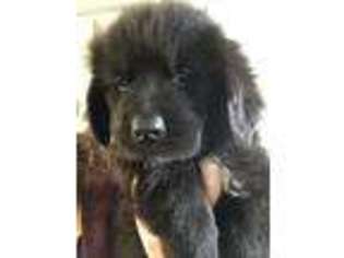 Newfoundland Puppy for sale in Keosauqua, IA, USA