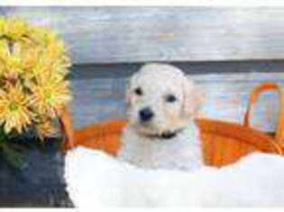 Goldendoodle Puppy for sale in Amherst, VA, USA