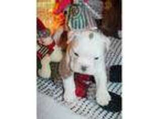 Bulldog Puppy for sale in Tyrone, PA, USA