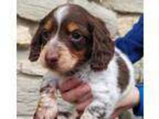 Dachshund Puppy for sale in Clare, IL, USA