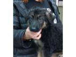 German Shepherd Dog Puppy for sale in Rainier, WA, USA