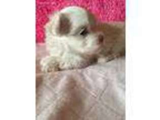 Maltese Puppy for sale in Calvin, OK, USA