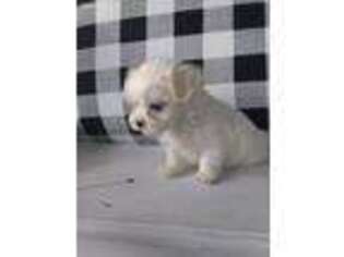 Maltese Puppy for sale in Frankton, IN, USA