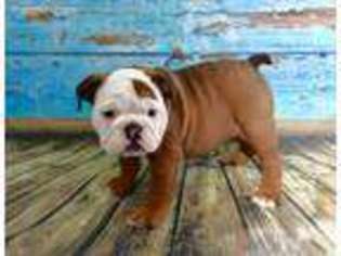 Bulldog Puppy for sale in Port Jefferson Station, NY, USA