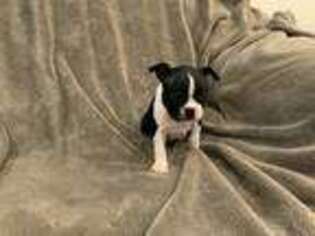 Boston Terrier Puppy for sale in Allentown, PA, USA
