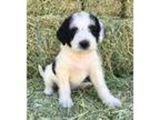 Mutt Puppy for sale in Williams, OR, USA