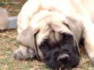 Mastiff Puppy for sale in Caldwell, TX, USA