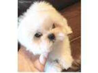 Maltese Puppy for sale in Mobile, AL, USA