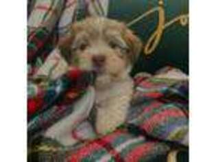 Havanese Puppy for sale in Cochran, GA, USA